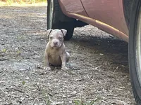 Tank , a male American Bully for sale in Hampton, VA – 2 of 4