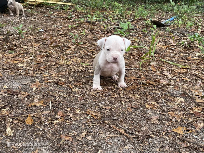 Blaze  – American Bully puppy for sale in Hampton, VA