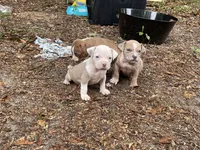 Blaze , a male American Bully for sale in Hampton, VA – 4 of 4