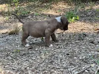 Coco, a female American Bully for sale in Hampton, VA – 5 of 5