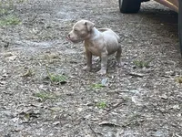 Tank , a male American Bully for sale in Hampton, VA – 4 of 4