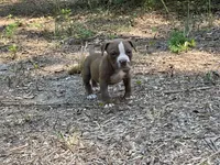 Coco, a female American Bully for sale in Hampton, VA – 3 of 5