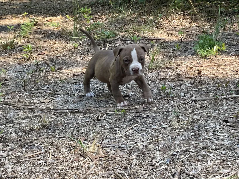 Coco – American Bully puppy for sale in Hampton, VA