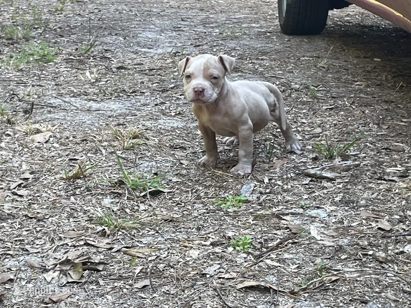 Tank  – American Bully puppy for sale in Hampton, VA