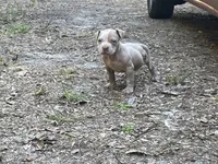 Tank , a male American Bully for sale in Hampton, VA – 1 of 4