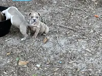 Scarlet , a female American Bully for sale in Hampton, VA – 3 of 4