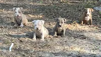 Scarlet , a female American Bully for sale in Hampton, VA – 4 of 4