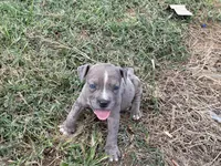 Max, a male American Bully for sale in Hampton, VA – 2 of 4