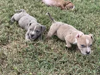 Max, a male American Bully for sale in Hampton, VA – 4 of 4