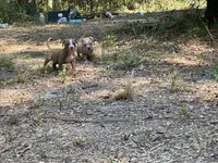 Coco, a female American Bully for sale in Hampton, VA – 4 of 5