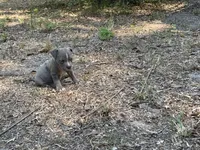 Max, a male American Bully for sale in Hampton, VA – 3 of 4