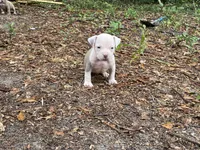 Blaze , a male American Bully for sale in Hampton, VA – 3 of 4