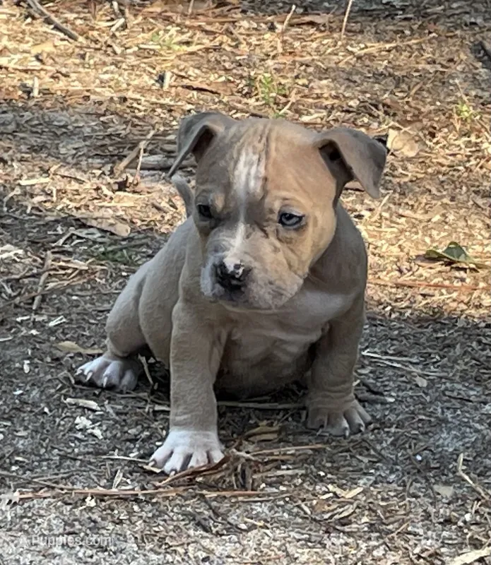 Scarlet  – American Bully puppy for sale in Hampton, VA