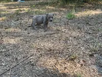 Max, a male American Bully for sale in Hampton, VA – 1 of 4