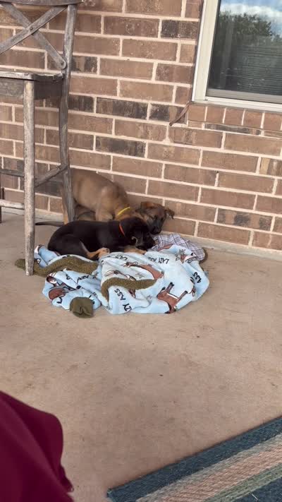 Orange girl, a female German Shepherd Dog for sale in Decatur, TX – 3 of 3