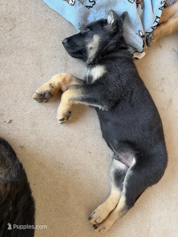 Green boy – German Shepherd Dog puppy on hold in Decatur, TX