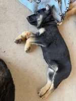 Green boy, a male German Shepherd Dog for sale in Decatur, TX – 1 of 1