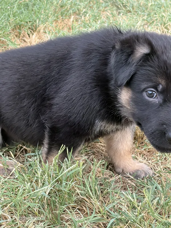 Orange girl – German Shepherd Dog puppy for sale in Decatur, TX