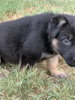Orange girl, a female German Shepherd Dog for sale in Decatur, TX – 1 of 3