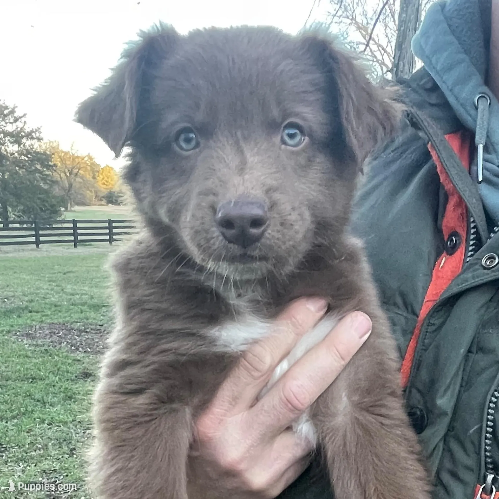 Grizz, a male Australian Shepherd for sale in Lewisburg, TN – Photo 1 of 10