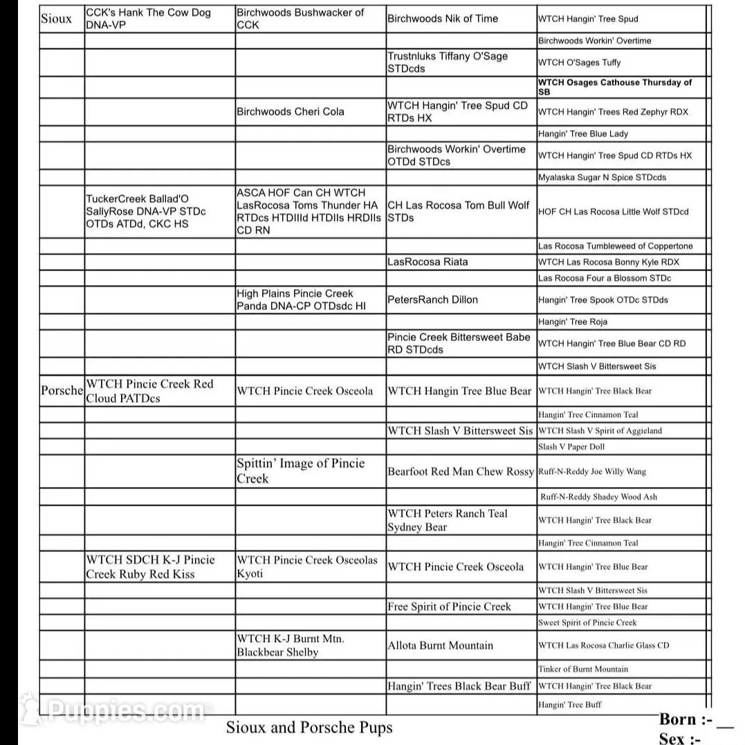 Grizz, a male Australian Shepherd for sale in Lewisburg, TN – Photo 8 of 10