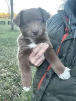 Grizz, a male Australian Shepherd for sale in Lewisburg, TN – Photo 2 of 10