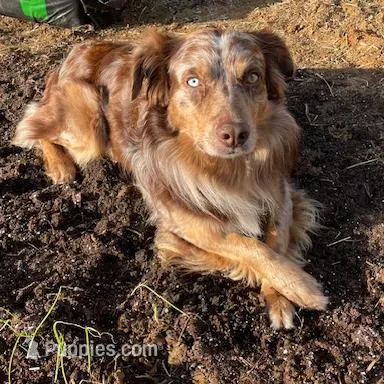 Grizz, a male Australian Shepherd for sale in Lewisburg, TN – Photo 5 of 10