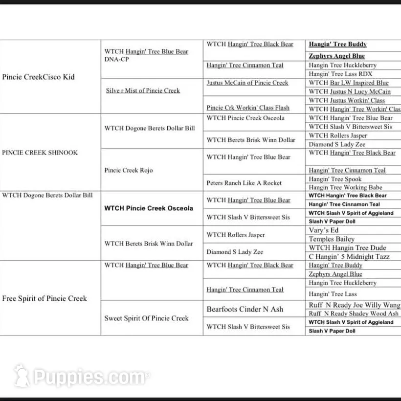 Grizz, a male Australian Shepherd for sale in Lewisburg, TN – Photo 9 of 10