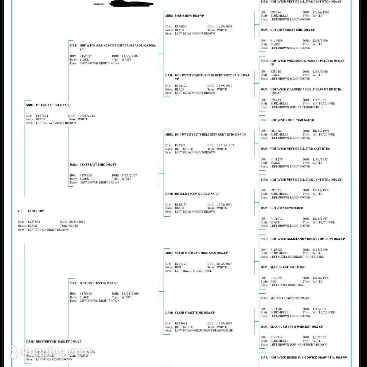 Grizz, a male Australian Shepherd for sale in Lewisburg, TN – Photo 10 of 10