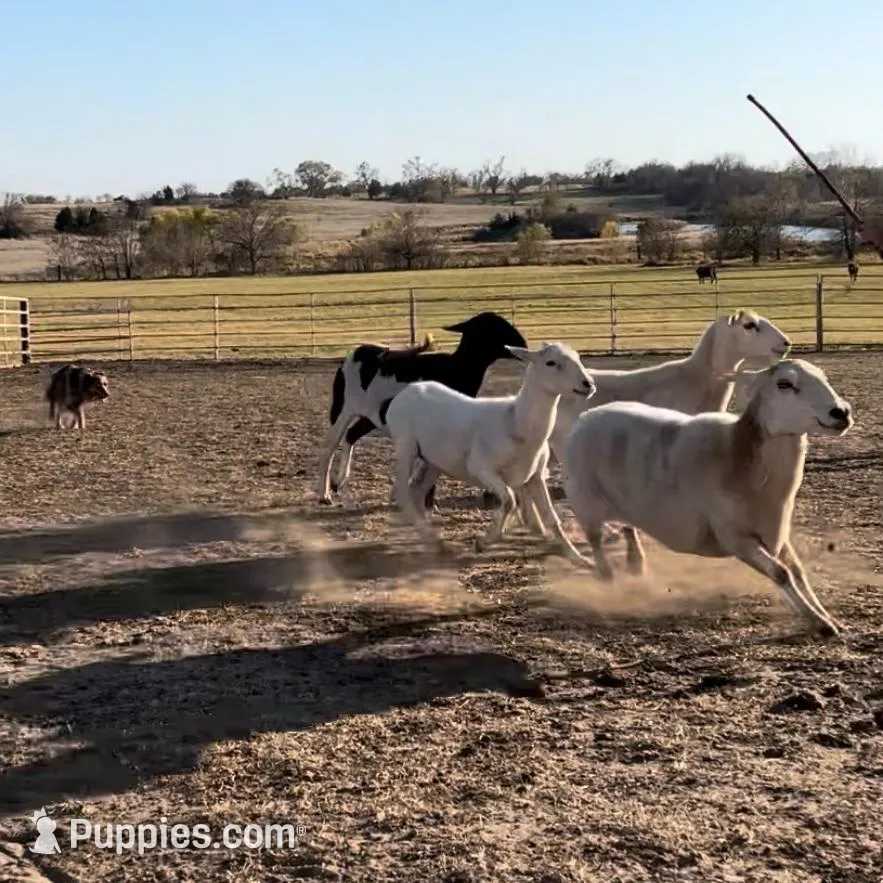 Grizz, a male Australian Shepherd for sale in Lewisburg, TN – Photo 7 of 10