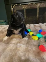 Pixal, a female Australian Shepherd for sale in Lewisburg, TN – Photo 2 of 9