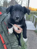 Pixal, a female Australian Shepherd for sale in Lewisburg, TN – Photo 1 of 9