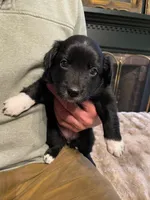 Pixal, a female Australian Shepherd for sale in Lewisburg, TN – Photo 3 of 9