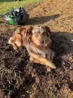 Pixal, a female Australian Shepherd for sale in Lewisburg, TN – Photo 4 of 9