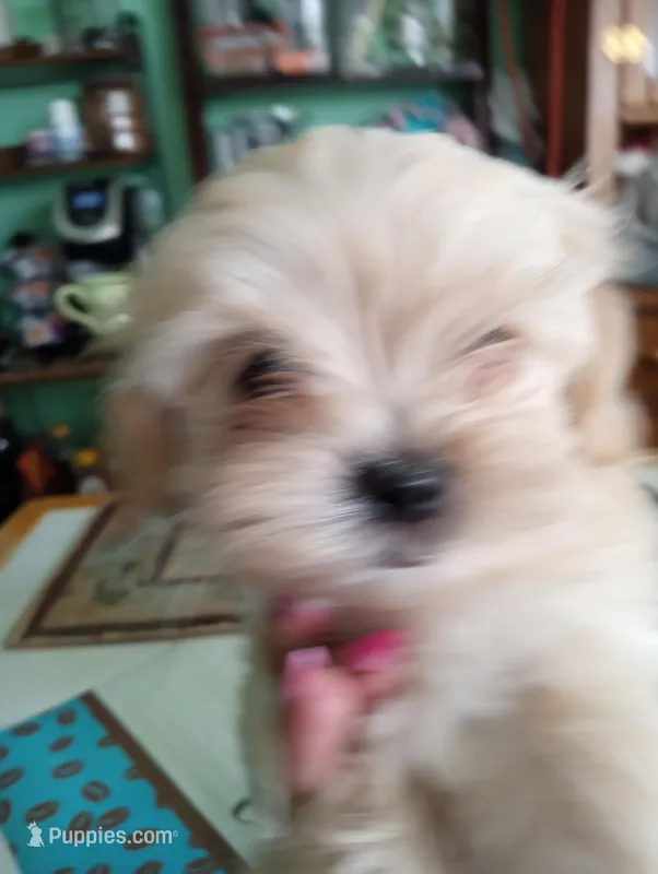 Toby – Shih Tzu puppy for sale in Hickory Hills, IL