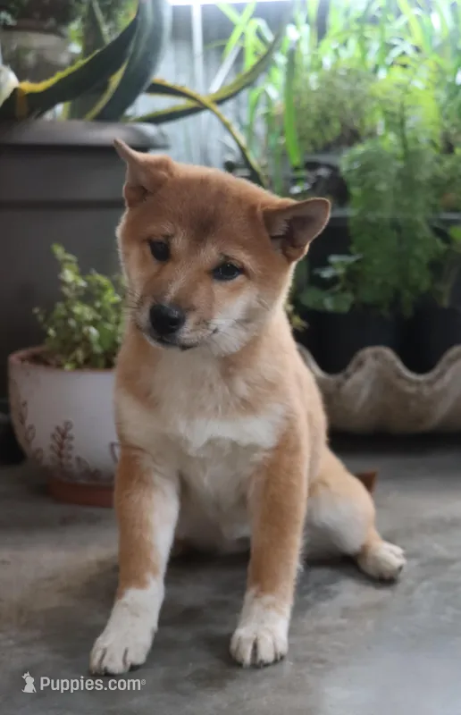 Bella – Shiba Inu puppy for sale in Floyd, IA