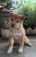 Bella, a female Shiba Inu for sale in Floyd, IA – Photo 1 of 7