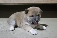 processed/a4d17a25-1043-4470-b6cf-1db5c66ae2d3/listing/224bfdd4-1825-4a6b-96fd-29f6038f9cc0/1bb60273-0aae-45a0-89a4-e50b1e4fbc8f