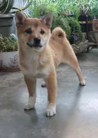 Bella, a female Shiba Inu for sale in Floyd, IA – Photo 3 of 7