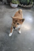 Bella, a female Shiba Inu for sale in Floyd, IA – Photo 5 of 7