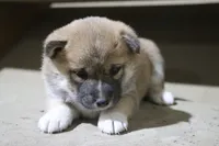 processed/a4d17a25-1043-4470-b6cf-1db5c66ae2d3/listing/224bfdd4-1825-4a6b-96fd-29f6038f9cc0/8bc006b7-03f2-4b05-afeb-94dac14f0fbb