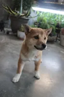 Bella, a female Shiba Inu for sale in Floyd, IA – Photo 4 of 7