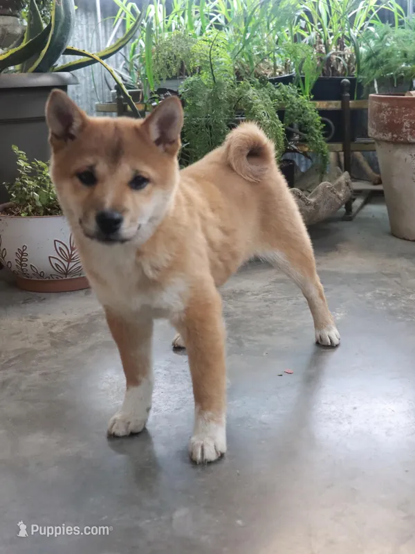 Bella – Shiba Inu puppy for sale in Floyd, IA