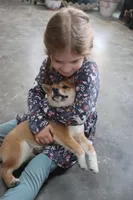 Bella, a female Shiba Inu for sale in Floyd, IA – Photo 6 of 7