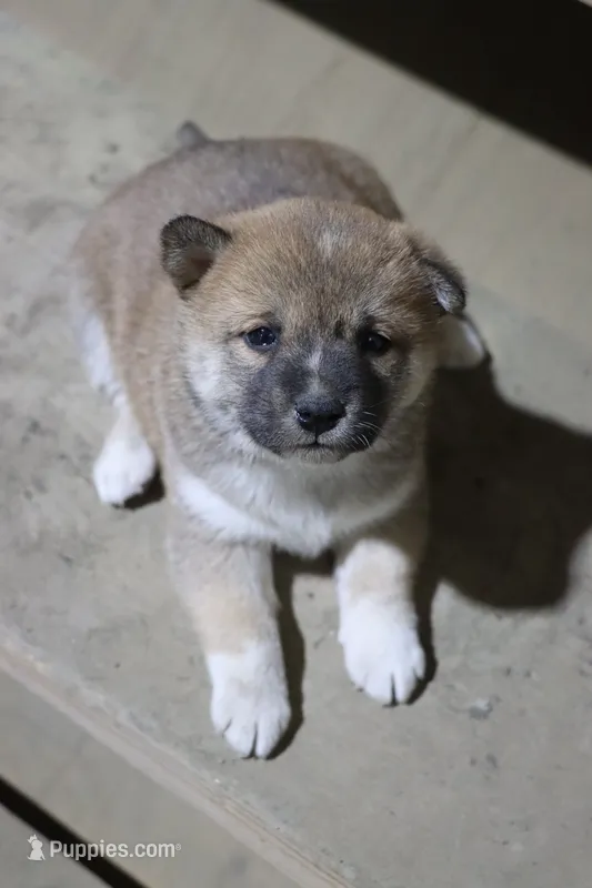 Bella – Shiba Inu puppy for sale in Floyd, IA