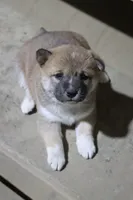 processed/a4d17a25-1043-4470-b6cf-1db5c66ae2d3/listing/224bfdd4-1825-4a6b-96fd-29f6038f9cc0/c3fda9a9-576d-4e3b-bd40-82e1c6b07eb6