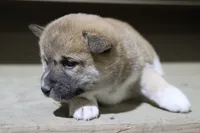 processed/a4d17a25-1043-4470-b6cf-1db5c66ae2d3/listing/224bfdd4-1825-4a6b-96fd-29f6038f9cc0/d66dc1c3-7fd9-4d4c-a7cc-b4014751f0a3