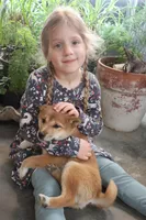 Bella, a female Shiba Inu for sale in Floyd, IA – Photo 7 of 7