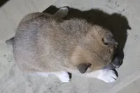 processed/a4d17a25-1043-4470-b6cf-1db5c66ae2d3/listing/224bfdd4-1825-4a6b-96fd-29f6038f9cc0/fc77c518-9612-4652-821a-657efa956931