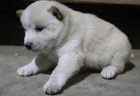 processed/a4d17a25-1043-4470-b6cf-1db5c66ae2d3/listing/28a94d9f-7ecc-4792-97bc-15aeecbf3577/c5c229f1-ec63-4806-b138-d024620f23f3